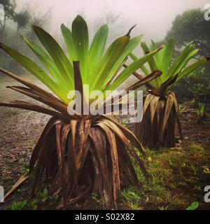 Riesigen Tank Bromelien (Brocchinia Micrantha) nebligen Morgen, Kaieteur Nationalpark, Guyana Stockfoto