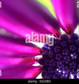 Makro einer Osteospermum Fructicosum Blume. Stockfoto