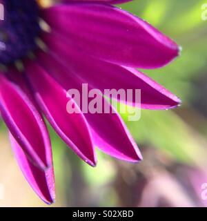 Makro einer Osteospermum Fructicosum Blume. Stockfoto