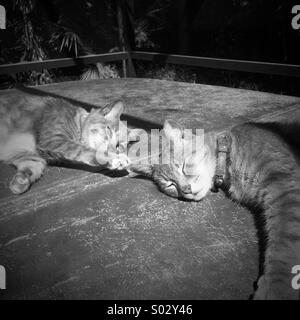 Zwei Katzen schlafen Stockfoto