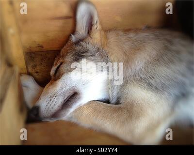 Ein Wolf Cub schlafen in einer Box. Stockfoto