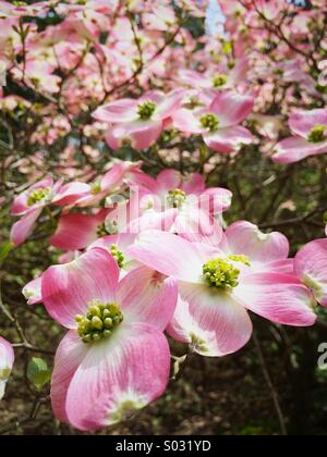 Rosa Hartriegel Baum in voller Blüte. Stockfoto