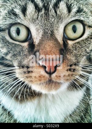 Tabby Katzengesicht Nahaufnahme Stockfoto