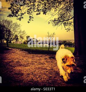 Hund Weg im Park trotten Stockfoto