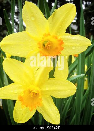 Paar von Narzissen blühen im Garten Stockfoto