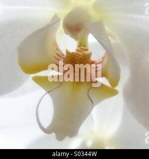Weiße Orchidee Blume detail Stockfoto