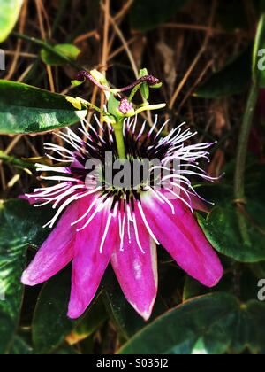 Passionsfrucht/Maracuja Blume Stockfoto