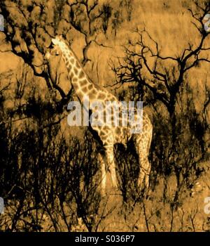 Giraffe in Afrika Stockfoto