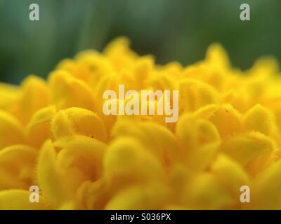 Makroaufnahme einer Blume gelb Tagetes erecta Stockfoto