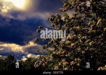 Gegen eine Verdunkelung Gewitterhimmel Apfelblüte Stockfoto