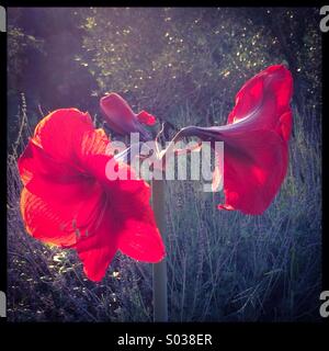 Rote Amaryllis Blumen Stockfoto