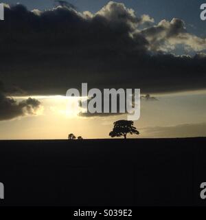 Ein einsamer Baum in einem abgeholzten landen bei Sonnenuntergang in Arcos De La Frontera, Provinz Cadiz, Andalusien, Spanien Stockfoto