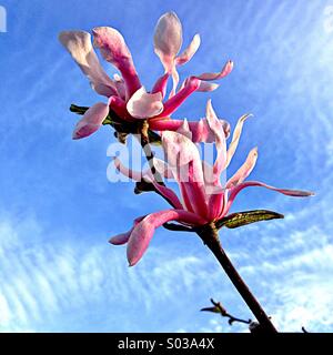 Frühling Blumen blühen. Stockfoto