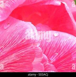 Frische Regentropfen auf rosa Tulpe Blätter Stockfoto