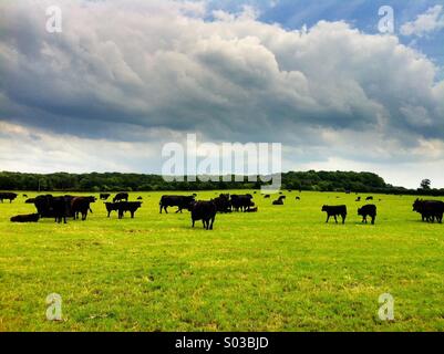 Angus-Rinder grasen auf Rasen in Shropshire, England, UK Stockfoto