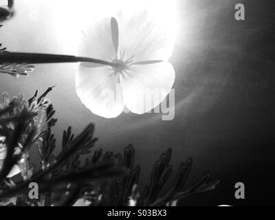 California Poppy Blick in die Sonne Stockfoto