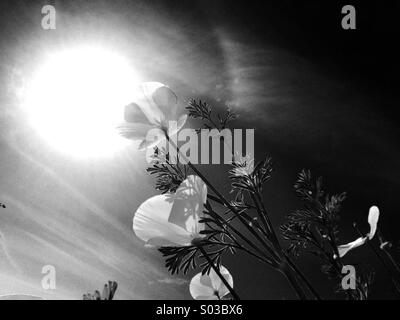 California Poppies Blick in die Sonne Stockfoto