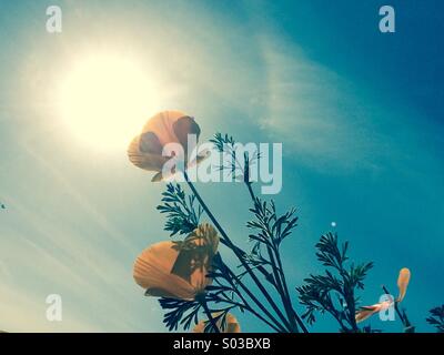 California Poppies Blick in die Sonne Stockfoto