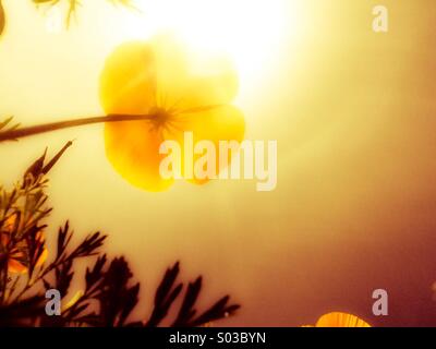 California Poppy Blick in die Sonne Stockfoto