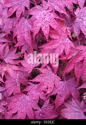 Rote japanische Ahorne in Regen, Oregon Stockfoto