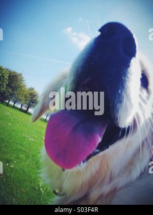 Glücklicher Hund Stockfoto