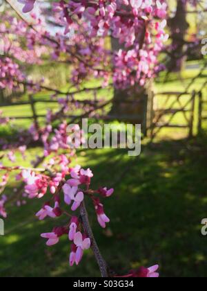 Ein Ostredbud Baum (Cercis Canadensis) in voller Blüte im Frühjahr in New Jersey, USA. Stockfoto