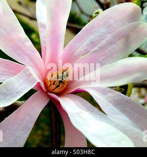 Blühende Magnolie Stockfoto