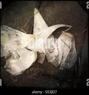 Lichtdurchlässig und verfallende gefallen White Tulip Blütenblätter auf Terrasse Steine. Stockfoto