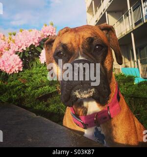 Boxer-Porträt, Seattle Stockfoto