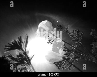 California Poppies Blick in die Sonne Stockfoto