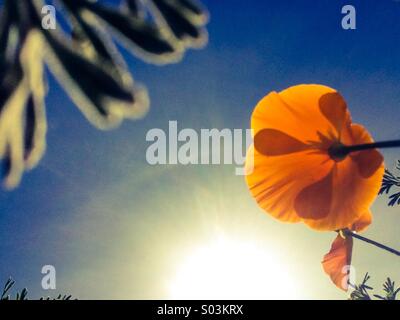 California Poppies Blick in die Sonne Stockfoto