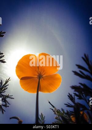 Nahaufnahme von einem kalifornische Mohn Blick in die Sonne Stockfoto
