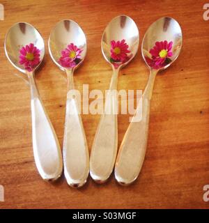 Vier Löffel halten jeweils ein kleines rosa Gänseblümchen und auf einem Holztisch Stockfoto