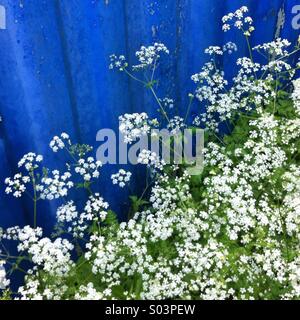 Kuh Petersilie Blumen (Anthriscus Sylvestris) auch als Queen Anne es Lace. Stockfoto