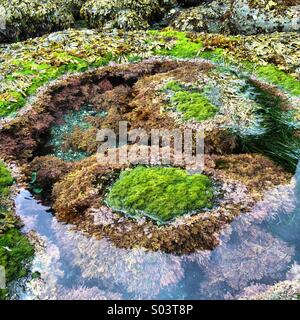 Pool der Gezeiten, niedrige Gezeiten, Shi Shi Beach, Olympic Nationalpark, Washington Stockfoto