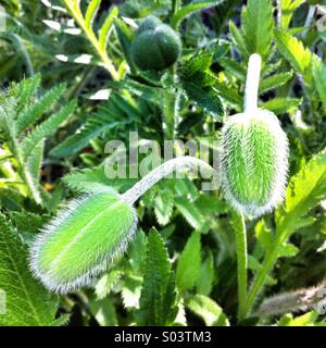 Mohn Blütenknospen Stockfoto