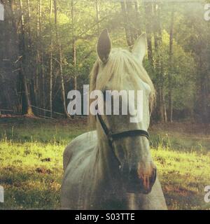 Weißes Pferd im Feld Stockfoto