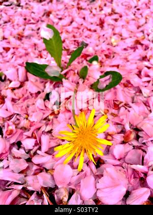 Die Blume wächst aus einem Meer von rosa Blütenblättern Löwenzahn. Stockfoto