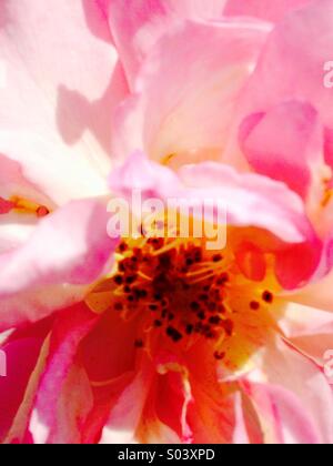 Rosa Blume in der Sonne mit Seide wie rosigen Blütenblätter und geheimnisvollen gelben und schwarzen Staubgefäßen. Stockfoto