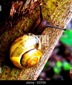 Schnecke auf Baumstamm Stockfoto