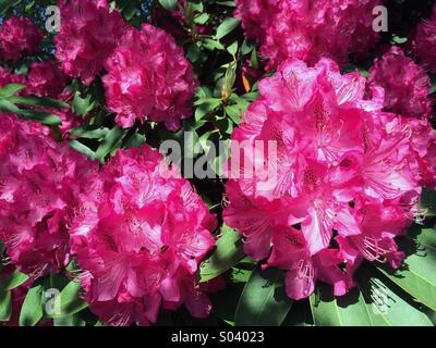 Rot Rhododendron in voller Blüte Stockfoto