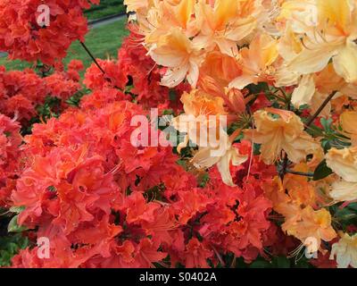 Rote und gelbe Rhododendron in voller Blüte Stockfoto