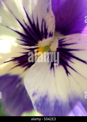 In der Nähe, lila Makroaufnahme einer schönen vollen Blüte Stiefmütterchen. Stockfoto