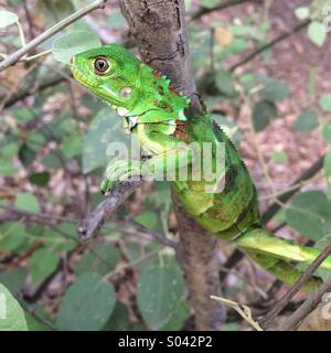 Grüner Leguan, Klettern in Kleinbaum, Chaparri Reserve, Peru Stockfoto