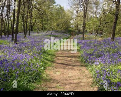 Der Pennine Way durchläuft als Pfad Ansätze Low Force von Middleton-in-Teesdale ein Teppich aus Glockenblumen im Frühjahr. Ein Gebiet von außergewöhnlicher natürlicher Schönheit - AONB. Co Durham, England Stockfoto