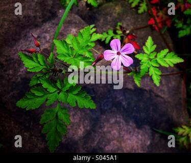 Robert Kraut - Geranium robertianum Stockfoto