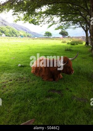 Highland-Kuh sitzen in einem Feld in Schottland Stockfoto