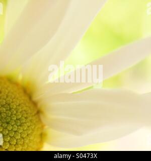 Teilansicht des ein weiße Gänseblümchen Stockfoto