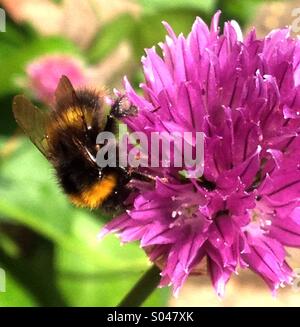 Honigbiene auf Schnittlauch-Blume Stockfoto