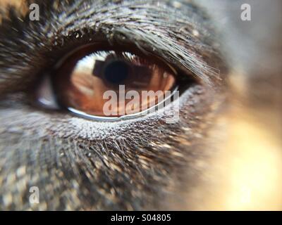 Makro von einem braunen Augen Hund Stockfoto